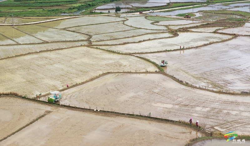 普覺鎮：1.21萬畝水稻移栽忙